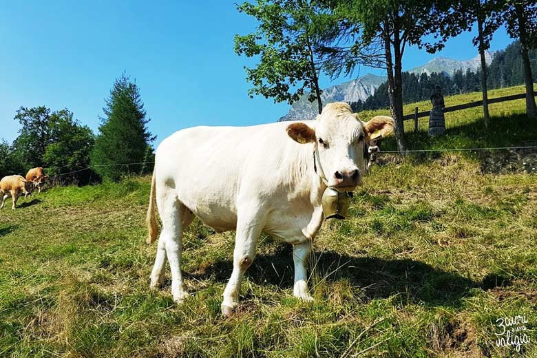 Svizzera - alpe dell'Ochsenberg mucca