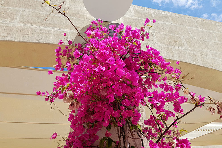 Ugento - Vivosa Apulia resort glicine in fiore