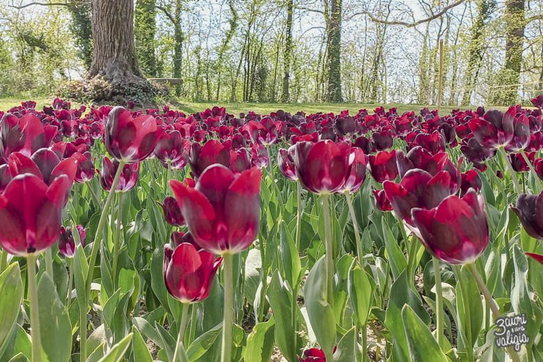 Fioritura tulipani rossi